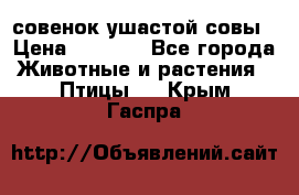 совенок ушастой совы › Цена ­ 5 000 - Все города Животные и растения » Птицы   . Крым,Гаспра